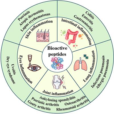 Advances in the application and mechanism of bioactive peptides in the treatment of inflammation